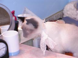 more kittens